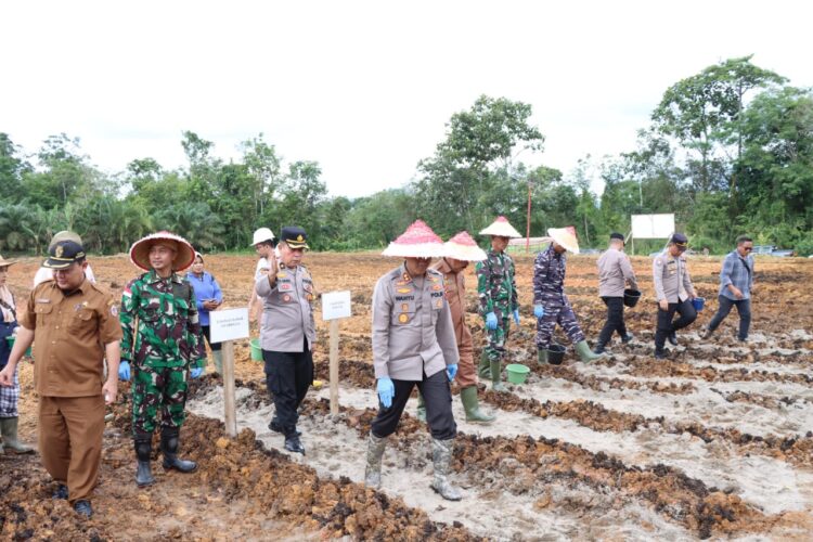 Sesuai Instruksi Kapolri, Polres Tapteng Tanam Jagung Seluas 7 Hektar Sesuai Instruksi Kapolri, Polres Tapteng Tanam Jagung Seluas 7 Hektar