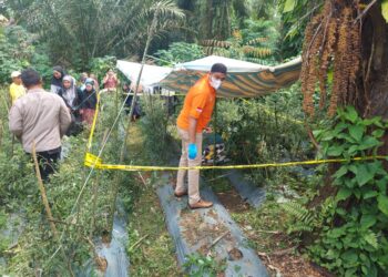 Tim Inafis Polres Simalungun Tangani Penemuan Mayat di Kebun Cabai Bandar Rakyat