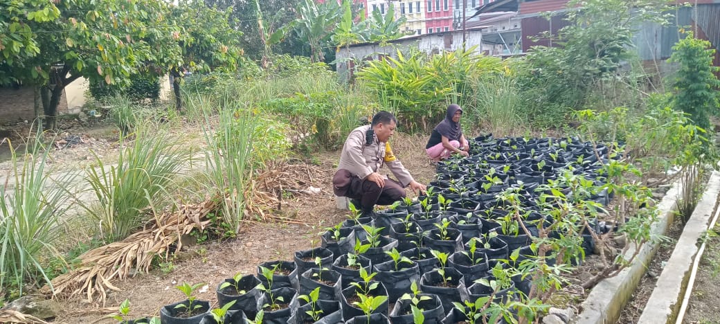 Bhabinkamtibmas Polsek Siantar Utara Sambangi Warga Manfaatkan Pekarangan Dukung Ketahanan Pangan Bhabinkamtibmas Polsek Siantar Utara Sambangi Warga Manfaatkan Pekarangan Dukung Ketahanan Pangan