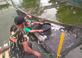 Brimob Polda Sumut Dukung Ketahanan Pangan, Lakukan Penyortiran 40.000 Bibit Ikan Lele di Kompi 2 Batalyon A Pelopor