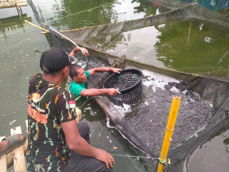 Brimob Polda Sumut Dukung Ketahanan Pangan, Lakukan Penyortiran 40.000 Bibit Ikan Lele di Kompi 2 Batalyon A Pelopor
