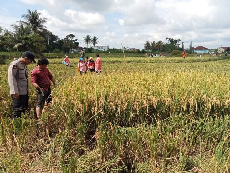Dukung Ketahanan Pangan, Bhabinkamtibmas Bantu Panen Padi Di Sawah