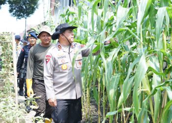 Kapolda Didampingi Dansat Brimob Polda Sumut Lakukan Pengecekan Kebun Ketahanan Pangan Polri 