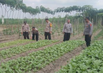 Kasat Binmas Polres Simalungun Tinjau Program Ketahanan Pangan di Nagori Bahung Huluan