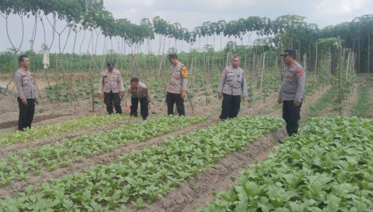 Kasat Binmas Polres Simalungun Tinjau Program Ketahanan Pangan di Nagori Bahung Huluan