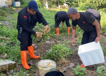 Panen Kacang Tanah, Brimob Polda Sumut Bagikan Hasil ke Warga dan Personel