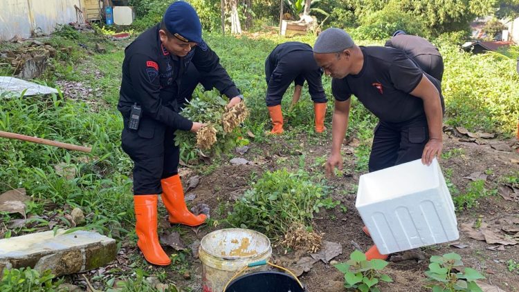 Panen Kacang Tanah, Brimob Polda Sumut Bagikan Hasil ke Warga dan Personel