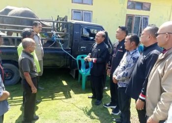 Bupati Pakpak Bharat Serahkan Seekor Kerbau dan Ratusan Ekor Ayam Untuk Keperluan Menanda Tahun