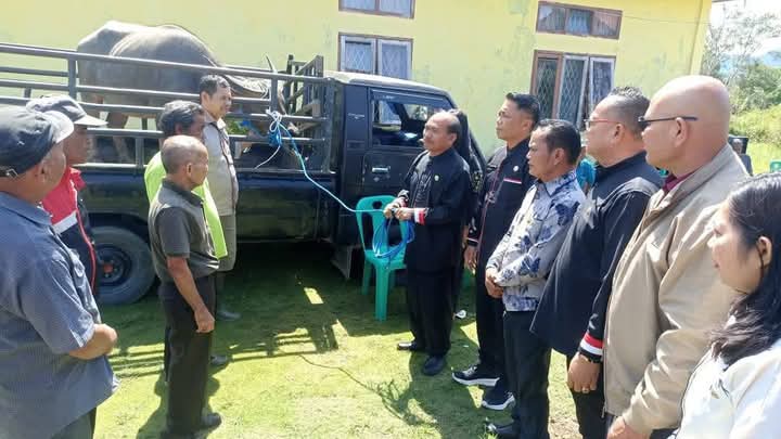 Bupati Pakpak Bharat Serahkan Seekor Kerbau dan Ratusan Ekor Ayam Untuk Keperluan Menanda Tahun