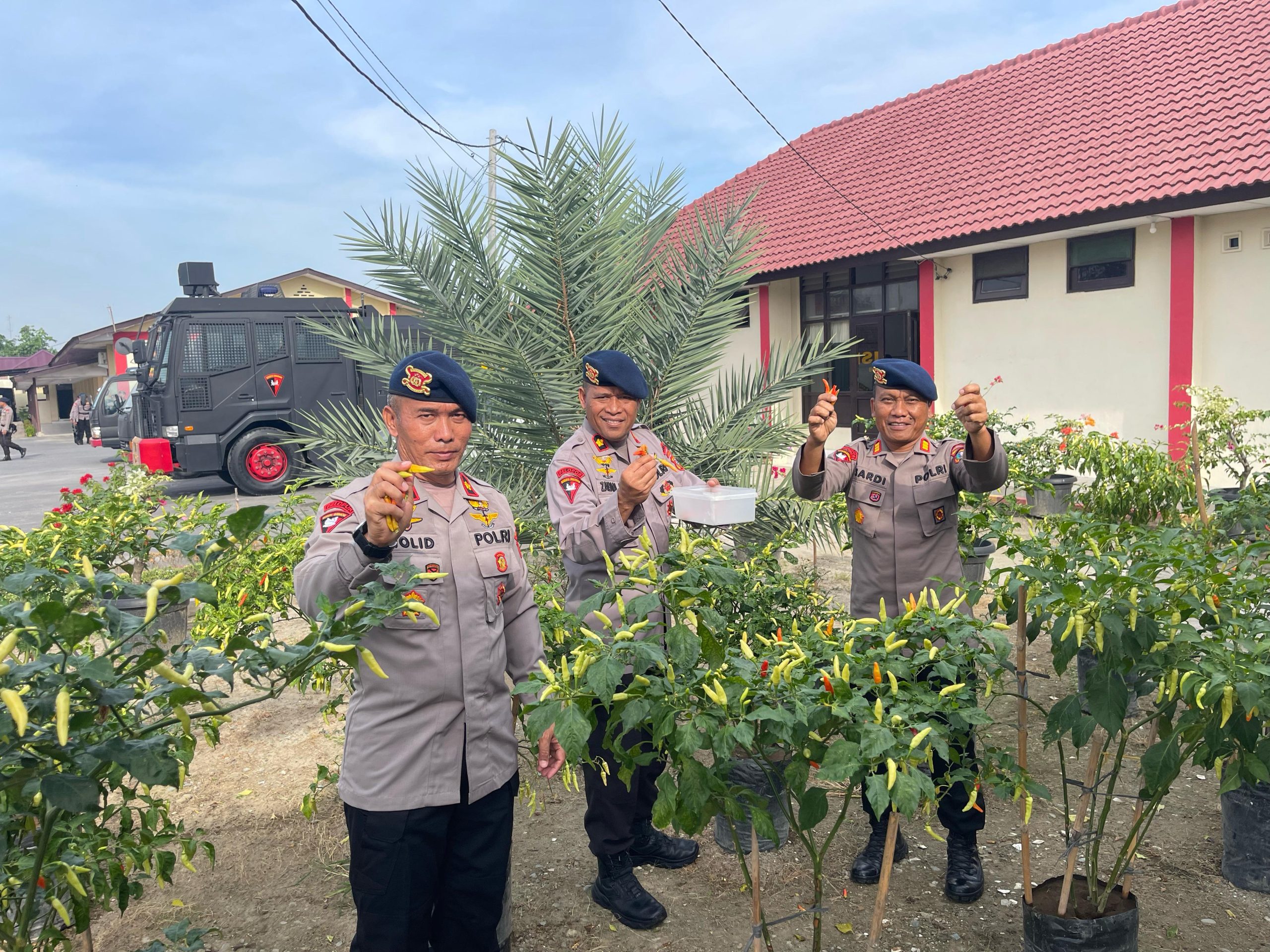 Brimob Polda Sumut Panen Sayur dan Cabai, Wujud Nyata Ketahanan Pangan Brimob Polda Sumut Panen Sayur dan Cabai, Wujud Nyata Ketahanan Pangan