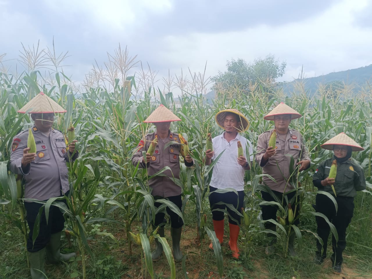 Mewujudkan Asta Cita Presiden RI, Polres Sibolga Laksanakan Panen Jagung Perdana Mewujudkan Asta Cita Presiden RI, Polres Sibolga Laksanakan Panen Jagung Perdana
