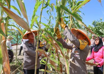 Dukung Ketahanan Pangan Nasional, Polres Tapteng Serentak Panen Jagung