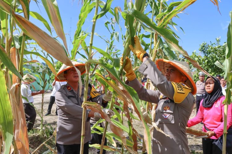 Dukung Ketahanan Pangan Nasional, Polres Tapteng Serentak Panen Jagung