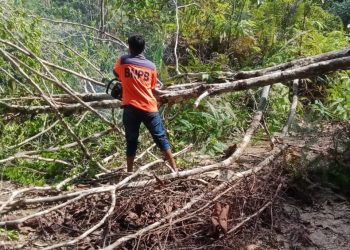 Pohon Tumbang, BPBD Pakpak Bharat Berupaya Menormalisasi Jalan Penghubung Salak-Pagindar