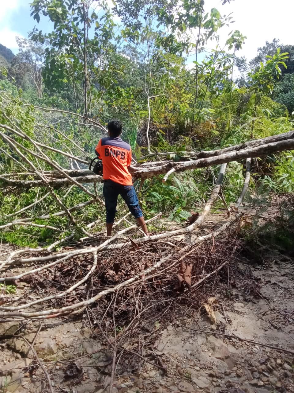 Pohon Tumbang, BPBD Pakpak Bharat Berupaya Menormalisasi Jalan Penghubung Salak-Pagindar