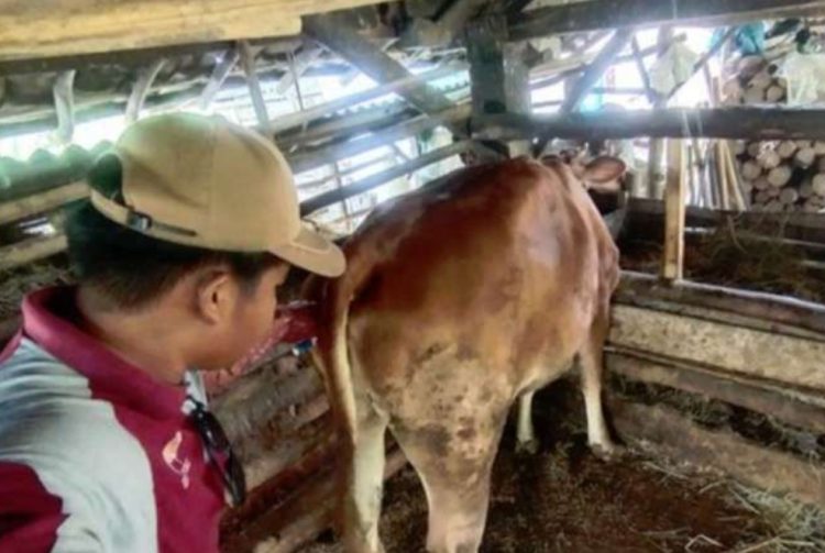 Pemkab Way Kanan Optimalkan Inseminasi Buatan Sapi Ternak