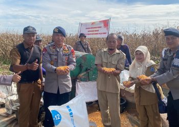 Brimob Polda Sumut dan Pemko Binjai Gelar Panen Raya Jagung, Wujud Nyata Ketahanan Pangan dan Sinergi dengan Masyarakat