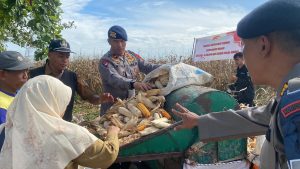 Brimob Polda Sumut dan Pemko Binjai Gelar Panen Raya Jagung, Wujud Nyata Ketahanan Pangan dan Sinergi dengan Masyarakat