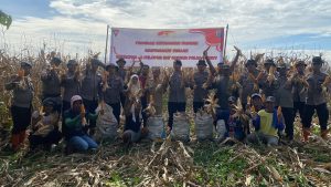 Brimob Polda Sumut dan Pemko Binjai Gelar Panen Raya Jagung, Wujud Nyata Ketahanan Pangan dan Sinergi dengan Masyarakat