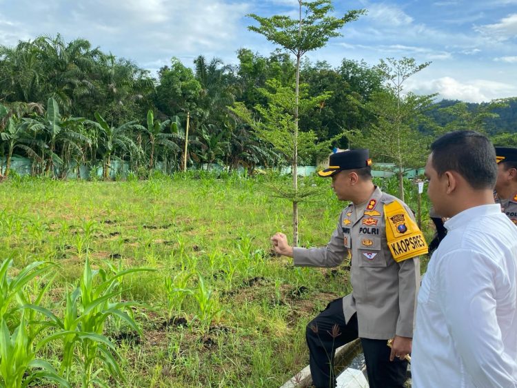 Kapolres Tapteng Cek Perkembangan Kebun Jagung Program Ketahanan Pangan
