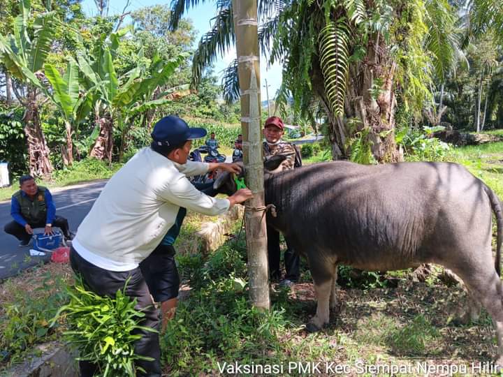 Distan dan KPP Dairi vaksin ternak kerbau dan lembu