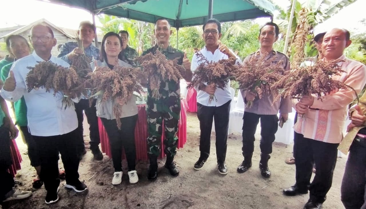 Hasil panen Sorgum (photo istimewa)