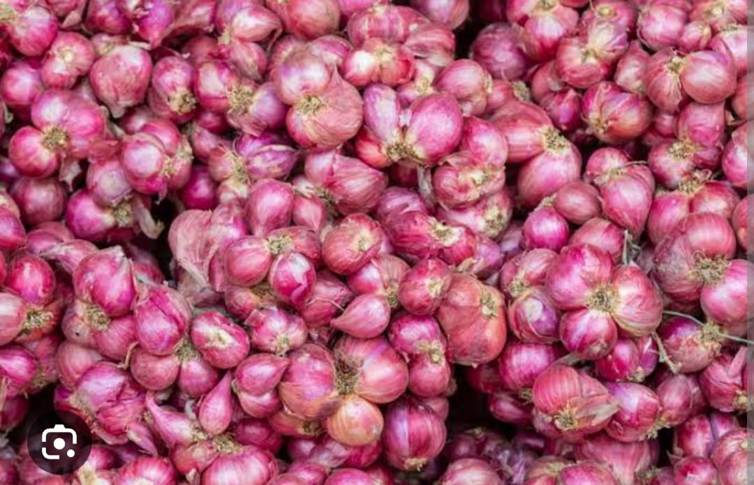 Ilustrasi Bawang Merah