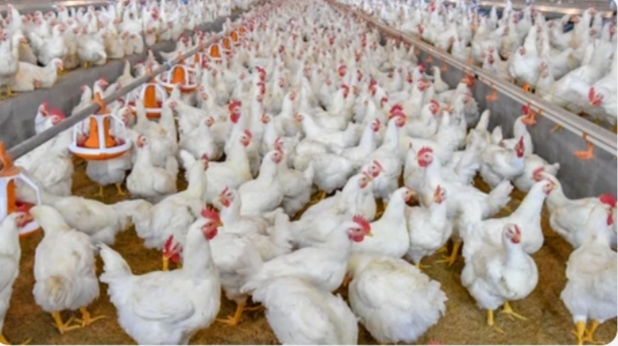 Ayam ternak potong (Ilustrasi)
