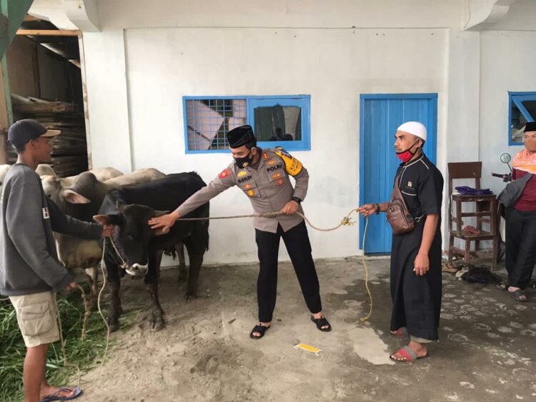 Kapolres Samosir AKBP Muhammad Saleh saat menyerahkan hewan qurban.