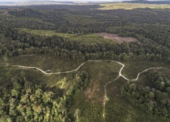 Salah satu hutan tersisa milik Masyarakat Adat Pargamanan-Bintang Maria yang di Klaim PT TPL sebagai