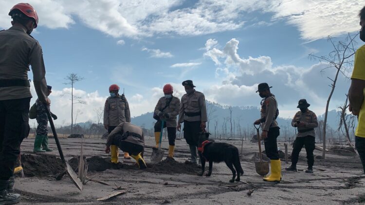 Proses pencarian korban erupsi Gunung Semeru