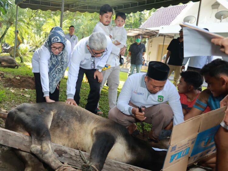 (Pemko) Pematang Siantar kurban sembilan ekor sapi (f:ist/konstruktif)