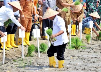 Wakil Bupati H Zonny Waldi menanam padi perdana dalam rangka Launching Gerakan Tanam, untuk mendukung program pemerintah dalam ketahanan pangan Nasional Tahun 2024 di Kabupaten Simalungun wilayah Kodim 0207/SML.( Nawasenanews/ Ist)