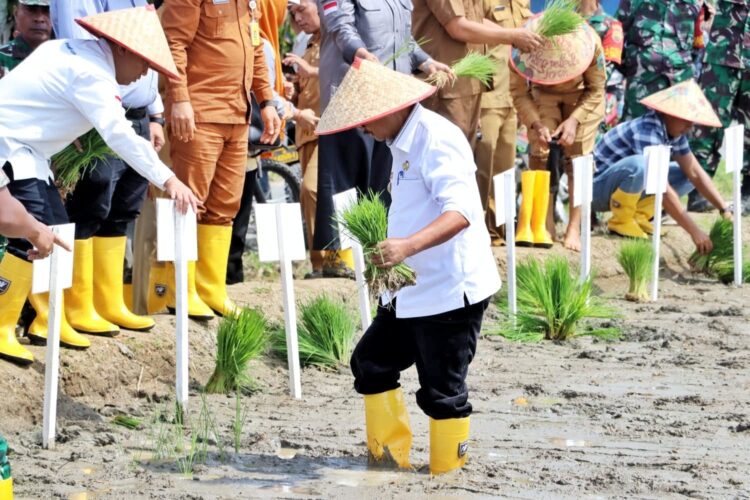 Wakil Bupati H Zonny Waldi menanam padi perdana dalam rangka Launching Gerakan Tanam, untuk mendukung program pemerintah dalam ketahanan pangan Nasional Tahun 2024 di Kabupaten Simalungun wilayah Kodim 0207/SML.( Nawasenanews/ Ist)