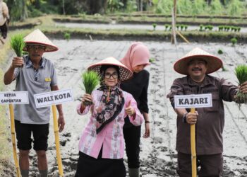 Wali kota Pematangsiantar bersama Kapolres, Kajari, Kepala kantor Perwakilan Bank Indonesia,Dandim 0207/ Simalungun,BPS,Bulog,Camat dan Kadis Pertanian menanam padi Perdana Kelompok Tani Satahi di Kelurahan Mekar Nauli (Nawasenanews/ Ist)