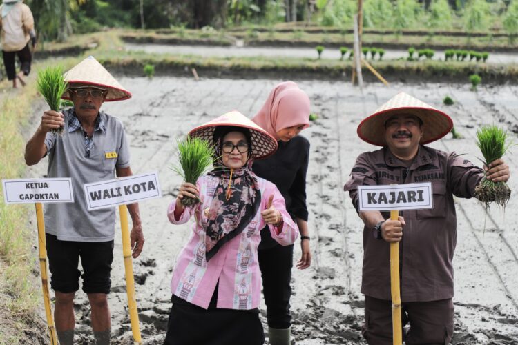 Wali kota Pematangsiantar bersama Kapolres, Kajari, Kepala kantor Perwakilan Bank Indonesia,Dandim 0207/ Simalungun,BPS,Bulog,Camat dan Kadis Pertanian menanam padi Perdana Kelompok Tani Satahi di Kelurahan Mekar Nauli (Nawasenanews/ Ist)