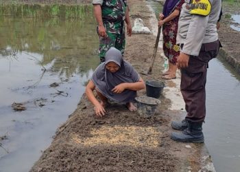 Anggota Bhabinkamtibmas Polsek Bosar Maligas, AIPDA J.S. Butar Butar, serta Babinsa Koramil 07/BM, Serda J. Saragih saat membantu warga yang menanam bibit padi di Bosar Maligas ( Nawasenanews/ Ist)