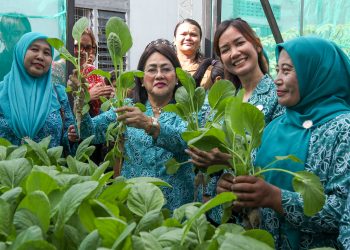 Ketua TP PKK Kota Pematangsiantar saat memanen sayur hidroponik hasil tanaman TPPKK Kelurahan Kahean usai mengunjungi PAUD / SAB kelurahan Kahean.( Ist/ Nawasenanews)