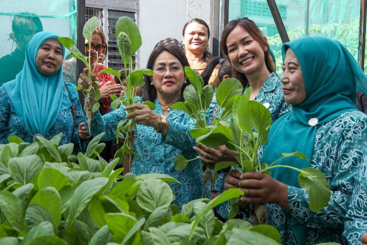 Ketua TP PKK Kota Pematangsiantar saat memanen sayur hidroponik hasil tanaman TPPKK Kelurahan Kahean usai mengunjungi PAUD / SAB kelurahan Kahean.( Ist/ Nawasenanews)