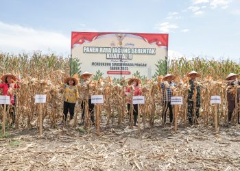 Wali Kota Pematangsiantar Wesly Silalahi SH MKn diwakili Staf Ahli Bidang Pemerintahan Dra Happy Oikumenis Daely mengikuti kegiatan Panen Jagung Serentak Kuartal II Tahun 2025, yang juga dihadiri Ketua TP PKK Kota Pematangsiantar Ny Liswati Wesly Silalahi dan Unsur Forkopimda.( Ist/ Nawasenanews)
