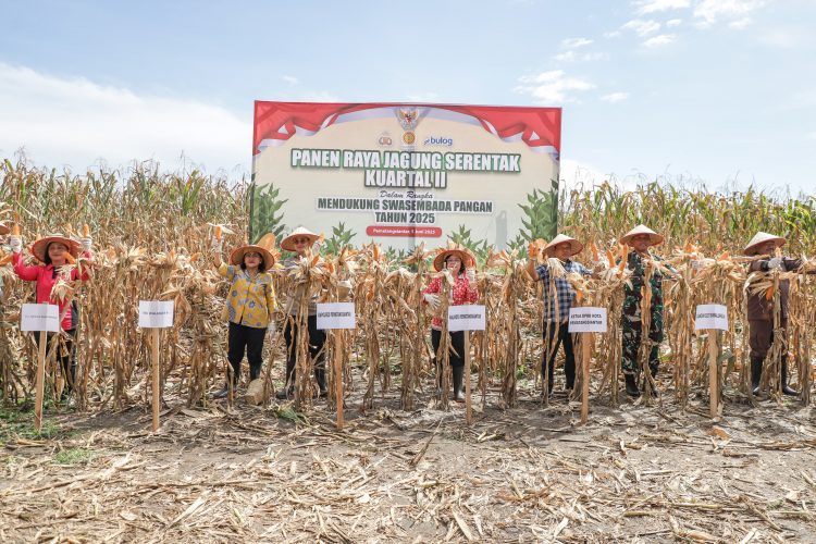 Wali Kota Pematangsiantar Wesly Silalahi SH MKn diwakili Staf Ahli Bidang Pemerintahan Dra Happy Oikumenis Daely mengikuti kegiatan Panen Jagung Serentak Kuartal II Tahun 2025, yang juga dihadiri Ketua TP PKK Kota Pematangsiantar Ny Liswati Wesly Silalahi dan Unsur Forkopimda.( Ist/ Nawasenanews)