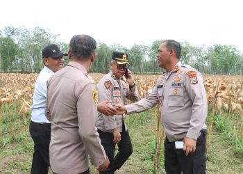 Kapolres Simalungun AKBP Marganda Aritonang memimpin melakukan pengecekan kesiapan pelaksanaan Panen Raya Jagung Serentak di areal PTPN IV Regional 1 Kebun Bangun, Jalan Asahan Km 17, Kecamatan Gunung Maligas.( Ist/ Nawasenanews)