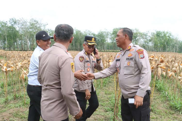 Kapolres Simalungun AKBP Marganda Aritonang memimpin melakukan pengecekan kesiapan pelaksanaan Panen Raya Jagung Serentak di areal PTPN IV Regional 1 Kebun Bangun, Jalan Asahan Km 17, Kecamatan Gunung Maligas.( Ist/ Nawasenanews)