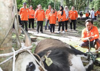 Wali Kota Pematangsiantar Wesly Silalahi SH MKn dan Ketua TP PKK Ny Liswati Wesly Silalahi menyaksikan langsung penyembelihan hewan kurban dalam rangka Hari Raya Idul Adha 1446 H/2025 M.( Ist/ Nawasenanews)