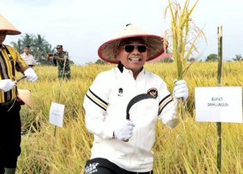 Bersama Petani, Bupati Simalungun Panen Raya di Tanah Jawa