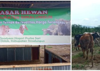 Pasar Hewan Ternak Berdiri di Tapian Dolok, Simalungun