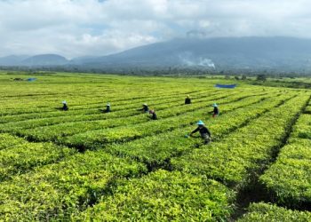 Selain Optimalisasi Lahan Tidur, PTPN IV Akan Tetap Pertahankan Kebun Teh di Simalungun