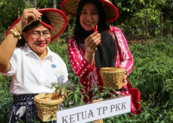 Wali Kota Siantar Panen Perdana Cabai di Setia Negara