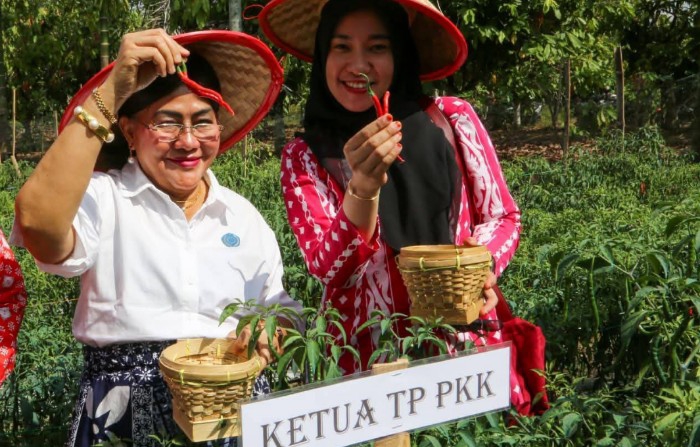 Wali Kota Siantar Panen Perdana Cabai di Setia Negara