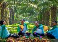PalmCo Serap 70 Ribu Pekerja, Ekspansi Hilirisasi Buka Peluang Baru